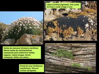 Lique (Lichina pigmaea), vive xusto
                                          na línea a onde chega o mar.




Herba de namorar (Armeria maritima).
Reúne todas as características
necesarias para sobrevivir nestes
lugares: raíces longas, forma
compacta, follas con pelos, …



                Prixel do mar (Crithmum
                maritimum). Vive en
                rochas abrigadas.
 