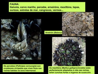 FAUNA:
      Gaivota, corvo mariño, percebe, arneiróns, mexillóns, lapas,
      ourizos, estrelas de mar, cangrexos, vermes...




                                            Arneirón (Balanus spp).




Os percebes (Pollicipes cornucopia) son
crustáceos cirripedos que viven fixos nas       Os mexillóns (Mytilus galloprovincialis) están
rochas batidas na zona intermareal.             perfectamente adaptados á vida nas rochas,
                                                teñen cunchas fortes e órganos de suxección.
 