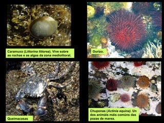 Caramuxo (Littorina littorea). Vive sobre     Ourizo.
as rochas e as algas da zona mediolitoral.




                                             Chuponas (Actinia equina). Un
                                             dos animáis máis comúns das
Queimacasas                                  pozas de marea.
 