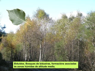 Biduídos. Bosques de bidueiras, formacións asociadas
ás zonas húmidas de altitude media.
 