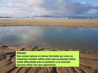 PRAIAS
Son zonas baixas co terreo formado por area ou
materiais miúdos soltos polo que as plantas teñen
moita dificultade para suxeitarse e os animais
poucos sitios nos que agocharse.
 