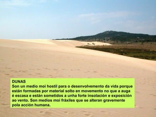 DUNAS
Son un medio moi hostil para o desenvolvemento da vida porque
están formadas por material solto en movemento no que a auga
é escasa e están sometidos a unha forte insolación e exposición
ao vento. Son medios moi fráxiles que se alteran gravemente
pola acción humana.
 