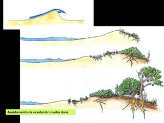 Asentamento da vexetación nunha duna
 