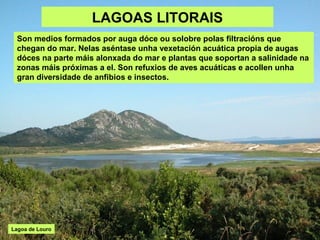 LAGOAS LITORAIS
 Son medios formados por auga dóce ou solobre polas filtracións que
 chegan do mar. Nelas aséntase unha vexetación acuática propia de augas
 dóces na parte máis alonxada do mar e plantas que soportan a salinidade na
 zonas máis próximas a el. Son refuxios de aves acuáticas e acollen unha
 gran diversidade de anfibios e insectos.




Lagoa de Louro
 