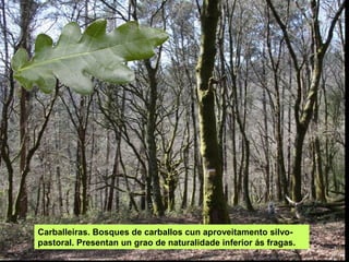 Carballeiras. Bosques de carballos cun aproveitamento silvo-
pastoral. Presentan un grao de naturalidade inferior ás fragas.
 