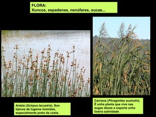 FLORA:
           Xuncos, espadanas, nenúfares, oucas...




                                           Carrizos (Phragmites australis).
Antela (Scirpus lacustris). Son            É unha planta que vive nas
típicos de lugares húmidos,                augas dóces e soporta unha
especialmente preto da costa.              lixeira salinidade.
 
