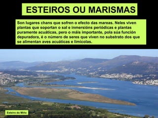 ESTEIROS OU MARISMAS
       Son lugares chans que sofren o efecto das mareas. Neles viven
       plantas que soportan o sal e inmersións periódicas e plantas
       puramente acuáticas, pero o máis importante, pola súa función
       depuradora, é o número de seres que viven no substrato dos que
       se alimentan aves acuáticas e limícolas.




Esteiro do Miño
 