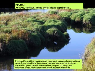 FLORA:
Xuncos, carrizos, herba coral, algas espadanas...




A vexetación acuática xoga un papel importante na evolución da marisma
xa que frea a velocidade das augas e capta as pequenas partículas en
suspensión que se depositan entre elas e, co paso do tempo, van
elevando o terreo evolucionando de medio acuático a terrestre.
 