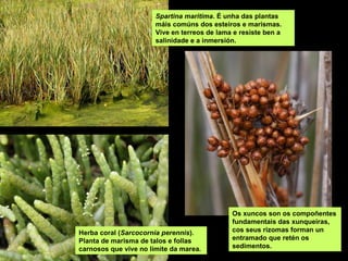 Spartina maritima. É unha das plantas
                       máis comúns dos esteiros e marismas.
                       Vive en terreos de lama e resiste ben a
                       salinidade e a inmersión.




                                              Os xuncos son os compoñentes
                                              fundamentais das xunqueiras,
Herba coral (Sarcocornia perennis).           cos seus rizomas forman un
Planta de marisma de talos e follas           entramado que retén os
carnosos que vive no límite da marea.         sedimentos.
 
