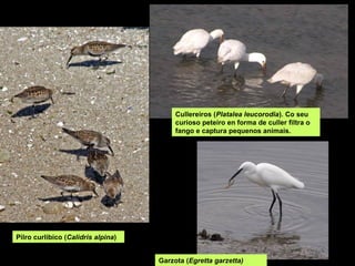Cullereiros (Platalea leucorodia). Co seu
                                         curioso peteiro en forma de culler filtra o
                                         fango e captura pequenos animais.




Pilro curlibico (Calidris alpina)


                                    Garzota (Egretta garzetta)
 