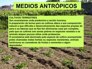 MEDIOS ANTRÓPICOS
CULTIVOS TERRESTRES
Son ecosistemas onde predomina a acción humana.
A preparación do terreo para os cultivos altera a súa composición
natural o que dificulta o desenvolvemento das especies propias da
zona e os labores que se lles fan elimínanas case por completo,
polo que os cultivos son zonas pobres en especies vexetais e os
animais atopan poucos sitios onde protexerse.
O ecosistema está dominado pola especie de cultivo acompañada
polas chamadas malas herbas ou especies resistentes, animais
herbívoros ou comedores de froitos e sementes e algún
depredador.
 