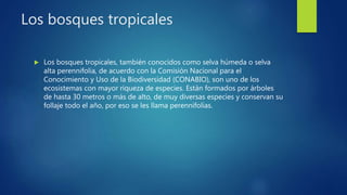 Los bosques tropicales
 Los bosques tropicales, también conocidos como selva húmeda o selva
alta perennifolia, de acuerdo con la Comisión Nacional para el
Conocimiento y Uso de la Biodiversidad (CONABIO), son uno de los
ecosistemas con mayor riqueza de especies. Están formados por árboles
de hasta 30 metros o más de alto, de muy diversas especies y conservan su
follaje todo el año, por eso se les llama perennifolias.
 