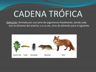 CADENA TRÓFICA
Definición: formada por una serie de organismos linealmente, donde cada
uno se alimenta del anterior, y a su vez, sirve de alimento para el siguiente.
 