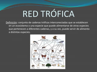 RED TRÓFICA
Definición: conjunto de cadenas tróficas interconectadas que se establecen
en un ecosistema o una especie que puede alimentarse de otras especies
que pertenecen a diferentes cadenas, y a su vez, puede servir de alimento
a distintas especies.
 