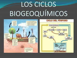 LOS CICLOS
BIOGEOQUÍMICOS
 