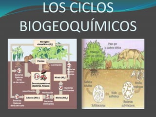 LOS CICLOS
BIOGEOQUÍMICOS
 