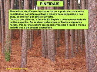 PIÑEIRAIS
Plantacións de piñeiros. Na zonas baixas e preto da costa están
constituídos por piñeiro galego e piñeiro de repoboación e nas
altas, do interior, por piñeiro silvestre.
Debaixo dos piñeiros, a falta de luz impide o desenvolvemento de
moitas especies. So se desenvolven ben os fentos e algunhas
herbas. Por ser máis pobre en especies vexetais a fauna é menos
variada que a do bosque caducifolio.
©www.adelaleiro.com
 