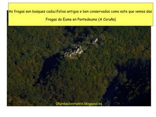 ©fundacionmatrix.blogspot.es
As fragas son bosques caducifolios antigos e ben conservados como este que vemos das
Fragas do Eume en Pontedeume (A Coruña)
 