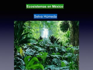 Ecosistemas en México
Selva Húmeda