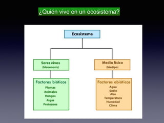 ¿Quién vive en un ecosistema?