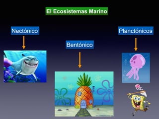 El Ecosistemas Marino
Nectónico Planctónicos
Bentónico
