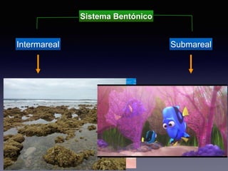 Sistema Bentónico
Intermareal Submareal