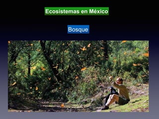 Ecosistemas en México
Bosque