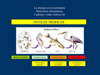 La energía en el ecosistema
               Relaciones alimentarias
              Cadenas y redes tróficas (I)

              NIVELES TRÓFICOS




PRODUCTORES   HERBÍVOROS      CARNÍVOROS I    CARNÍVOROS II

               Consumidores    Consumidores     Consumidores
                 primarios      secundarios       terciarios
 