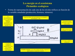 La energía en el ecosistema
                               Pirámides ecológicas
   • Forma de representación de cada uno de los niveles tróficos en función de
     la variable estudiada (producción, biomasa, números)
         Los
                              Cada nivel trófico está representado por un rectángulo (o
descomponedores, a
                                               paralelepípedo, si 3D)
veces, se representan
     mediante un
      rectángulo                                                                               El resto de los pisos
 perpendicular al de                                                                         representa al resto de los
  los productores y                                                                               niveles tróficos
   apoyado en éste


                                                                                             Todas las alturas de los
                                                                                             rectángulos son iguales




                                                                                             En la base se sitúan los
                                                                                                   productores
    El ancho del
    rectángulo es
proporcional al valor
    de la variable
 estudiada (en este
   caso, biomasa)       Pirámide de biomasa en los Silver Springs (Florida), surgencias de
                                     agua templada de temperatura constante
 
