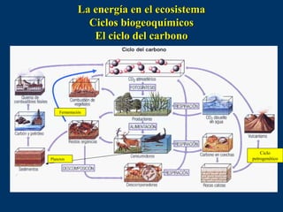 La energía en el ecosistema
                 Ciclos biogeoquímicos
                  El ciclo del carbono




     Fermentación




                                                 Ciclo
Plancton                                     petrogenético
 