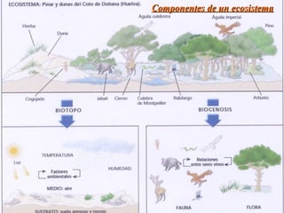Componentes de un ecosistema
 