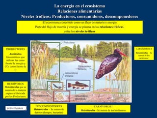 La energía en el ecosistema
                                   Relaciones alimentarias
               Niveles tróficos: Productores, consumidores, descomponedores
                              El ecosistema concebido como un flujo de materia y energía
                        Parte del flujo de materia y energía se plasma en las relaciones tróficas
                                                entre los niveles tróficos




 PRODUCTORES                                                                                              CARNÍVOROS II
                                                                                                          Heterótrofos Se
    Autótrofos
                                                                                                            nutren de los
 fotosintéticos que                                                                                         carnívoros I
 utilizan luz como
fuente de energía y
CO2 como fuente de
          C




  HERBÍVOROS
Heterótrofos que se
nutren de la materia
 orgánica fabricada
por los Productores


                        DESCOMPONEDORES                                 CARNÍVOROS I
  DETRITÍVOROS         Heterótrofos – Se nutren de           Heterótrofos - Se nutren de los herbívoros
                       detritos (hongos, bacterias)
 