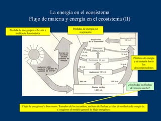 La energía en el ecosistema
                  Flujo de materia y energía en el ecosistema (II)
Pérdida de energía por reflexión e                        Pérdidas de energía por
     ineficacia fotosintética                                   respiración




                                                                                                                   Pérdidas de energía
                                                                                                                   y de materia hacia
                                                                                                                           los
                                                                                                                    descomponedores




                                                                                                              ¿Son todas las flechas
                                                                                                                del mismo ancho?




           Flujo de energía en la biocenosis. Tamaños de los recuadros, anchura de flechas y cifras de unidades de energía (u.
                                           e.) sugieren el modelo general de flujo energético.
 