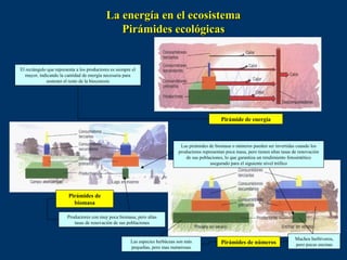 La energía en el ecosistema
                                               Pirámides ecológicas


El rectángulo que representa a los productores es siempre el
   mayor, indicando la cantidad de energía necesaria para
             sostener el resto de la biocenosis




                                                                                                     Pirámide de energía



                                                                                 Las pirámides de biomasa o números pueden ser invertidas cuando los
                                                                                productores representan poca masa, pero tienen altas tasas de renovación
                                                                                    de sus poblaciones, lo que garantiza un rendimiento fotosintético
                                                                                                asegurado para el siguiente nivel trófico




                         Pirámides de
                           biomasa

                        Productores con muy poca biomasa, pero altas
                           tasas de renovación de sus poblaciones


                                                                                                                                           Muchos herbívoros,
                                                         Las especies herbáceas son más              Pirámides de números                  pero pocas encinas
                                                         pequeñas, pero mas numerosas
 