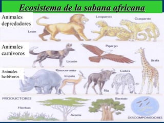 Ecosistema de la sabana africana
Animales
depredadores



Animales
carnívoros


Animales
herbívoros
 