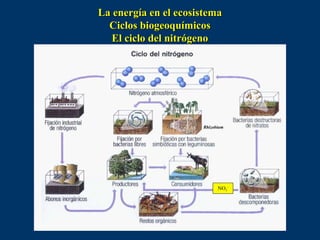La energía en el ecosistema
  Ciclos biogeoquímicos
   El ciclo del nitrógeno




                      Rhizobium




                            NO3-
 