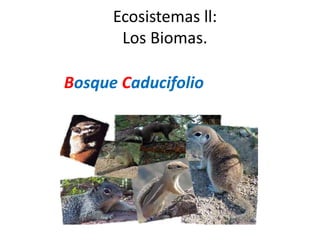 Ecosistemas ll:
       Los Biomas.

Bosque Caducifolio



     Bosque Caducifolio
 