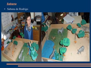 Sabana
●   Sabana de Rodrigo
 