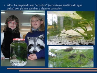 ● Alba ha preparado una “ecosfera” (ecosistema acuático de agua
dulce) con plantas gambas y algunos caracoles.