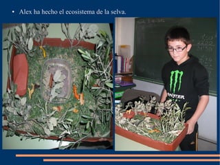 ● Alex ha hecho el ecosistema de la selva.