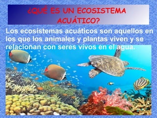 ¿QUÉ ES UN ECOSISTEMA
               ACUÁTICO?
Los ecosistemas acuáticos son aquellos en
los que los animales y plantas viven y se
relacionan con seres vivos en el agua.
 