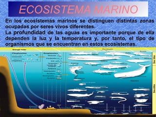 ECOSISTEMA MARINO
En los ecosistemas marinos se distinguen distintas zonas
ocupadas por seres vivos diferentes.
La profundidad de las aguas es importante porque de ella
dependen la luz y la temperatura y, por tanto, el tipo de
organismos que se encuentran en estos ecosistemas.
 