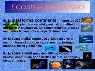 ECOSISTEMA MARINO
En la plataforma continental (menos de 200
m) viven el plancton vegetal y animal, constituido
por algas y crustáceos, fundamentalmente. Aquí se
encuentra la zona fótica, la parte iluminada.

En la zona batial (entre 200 y 4.000 m) vive el
necton, formado por peces, calamares, tortugas
marinas, focas y ballenas.

En la zona abisal (más de 4.000 m) vive el
bentos, constituido por estrellas de mar, esponjas y
otros animales.
 