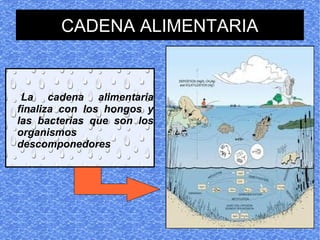 CADENA ALIMENTARIA


 La cadena alimentaria
finaliza con los hongos y
las bacterias que son los
organismos
descomponedores
 