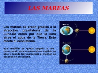 LAS MAREAS


Las mareas se crean gracias a la
atracción gravitatoria de la
Luna.Se crean por que la luna
atrae el agua de la Tierra. Esto
afecta al ecosistema.

ej:al mejillón se queda pegado a una
roca,cuando esta la marea alta el mejillón se
abre y cuando hay marea baja el mejillón se
esconde en su concha.
 