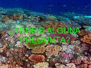 ¿TENEIS ALGUNA
  PREGUNTA?
 