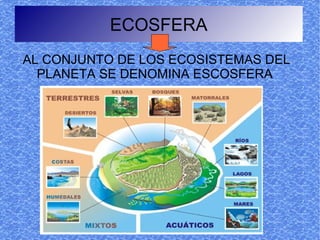 ECOSFERA
AL CONJUNTO DE LOS ECOSISTEMAS DEL
  PLANETA SE DENOMINA ESCOSFERA
 