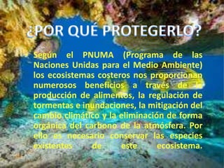 • Según el PNUMA (Programa de las
Naciones Unidas para el Medio Ambiente)
los ecosistemas costeros nos proporcionan
numerosos beneficios a través de la
producción de alimentos, la regulación de
tormentas e inundaciones, la mitigación del
cambio climático y la eliminación de forma
orgánica del carbono de la atmósfera. Por
ello es necesario conservar las especies
existentes de este ecosistema.
 