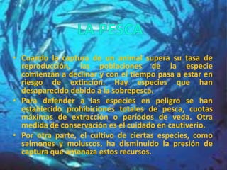 • Cuando la captura de un animal supera su tasa de
reproducción, las poblaciones de la especie
comienzan a declinar y con el tiempo pasa a estar en
riesgo de extinción. Hay especies que han
desaparecido debido a la sobrepesca.
• Para defender a las especies en peligro se han
establecido prohibiciones totales de pesca, cuotas
máximas de extracción o períodos de veda. Otra
medida de conservación es el cuidado en cautiverio.
• Por otra parte, el cultivo de ciertas especies, como
salmones y moluscos, ha disminuido la presión de
captura que amenaza estos recursos.
 