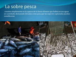 La sobre pesca
consiste simplemente en la captura de la fauna silvestre que habita en sus aguas
en cantidades demasiado elevadas como para que las especies capturadas puedan
restablecerse
 
